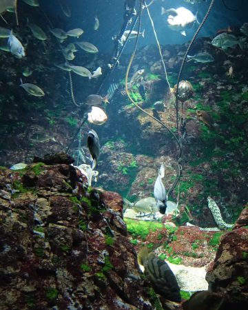 お知らせ・イベント情報